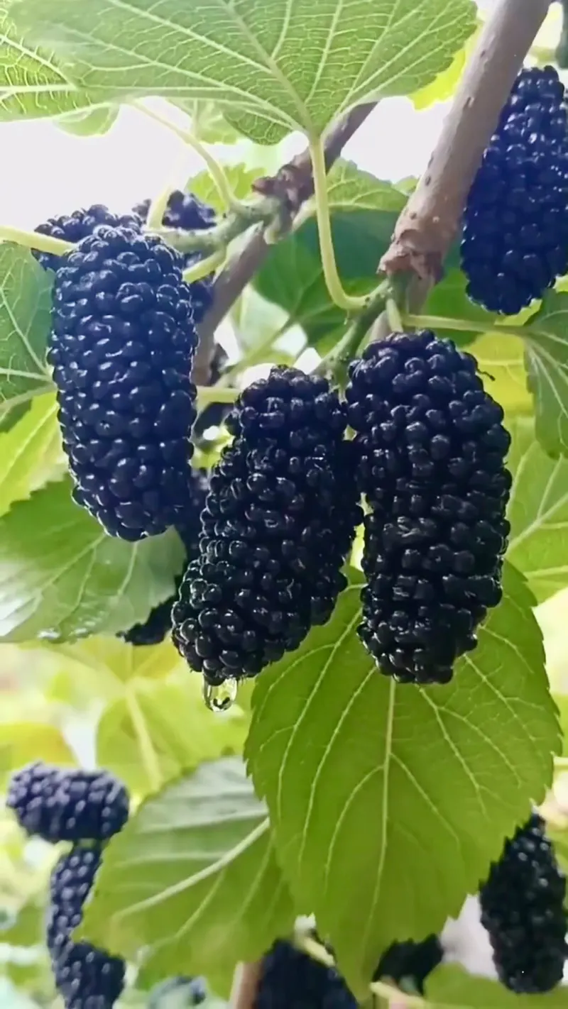@armeniancuisine — Armenian Cuisine