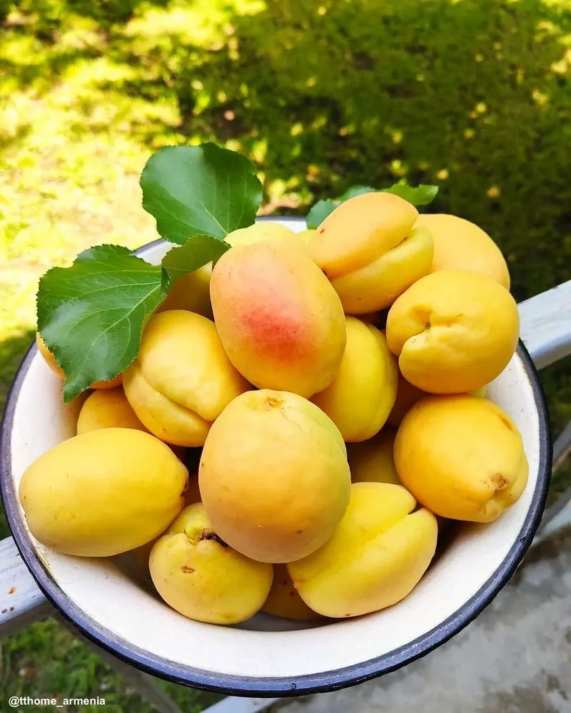 @armeniancuisine — Armenian Cuisine